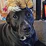 Lulu is registered to the contest to win money with this photo: dog, black_dog, pet, animal, plush_toy, hat, indoor, couch, home, furniture, curtain, floor, carpet, eyes, face, expression, cute, cozy, living_room, portrait