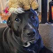 Lulu is registered to the contest to win money with this photo: dog, black_dog, stuffed_toy, toy_hat, indoor, living_room, couch, pet, animal, cute, close_up, home_decor, furniture, relaxed, portrait, fur, domestic_animal, canine, companion, playful