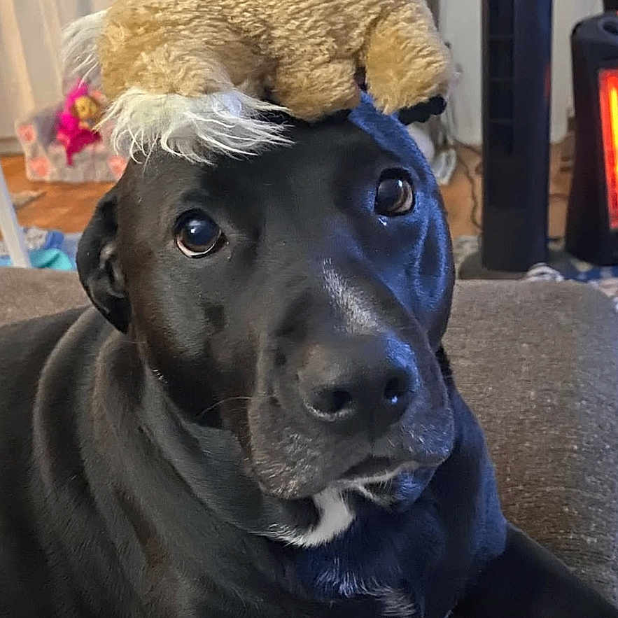 Lulu is registered to the contest to win money with this photo: animal, black_dog, canine, close_up, companion, couch, cute, dog, domestic_animal, fur, furniture, home_decor, indoor, living_room, pet, playful, portrait, relaxed, stuffed_toy, toy_hat