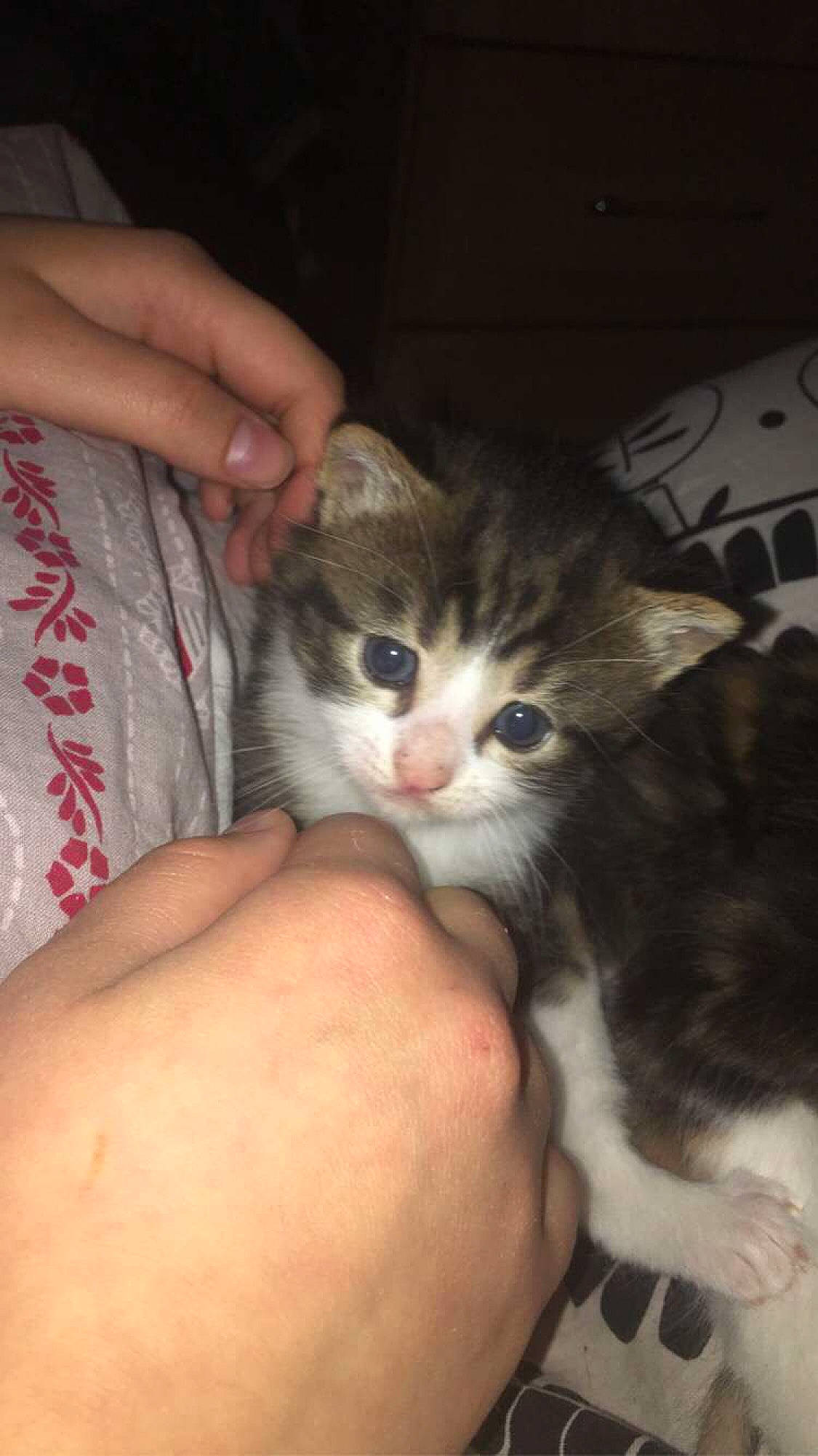 Simba participe au concours pour gagner de l'argent avec cette photo : carnivore, cat, claw, comfort, domestic_short_haired_cat, ear, fawn, felidae, finger, fur, gesture, hand, lap, nail, paw, small_to_medium_sized_cats, snout, thumb, whiskers