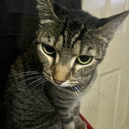 Sukiii is registered to the contest to win money with this photo: cat, tabby, feline, pet, animal, closeup, portrait, green_eyes, whiskers, striped_fur, gray_fur, sitting, indoors, serious_expression, looking_at_camera, ears, nose, paws, red_fabric, home