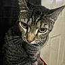 cat, tabby, feline, pet, animal, closeup, portrait, green_eyes, whiskers, striped_fur, gray_fur, sitting, indoors, serious_expression, looking_at_camera, ears, nose, paws, red_fabric, home