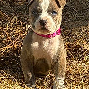 Maple joined the competition — help win amazing prizes! dog, puppy, grass, hay, outdoor, pink_collar, collar, sitting, portrait, blue_eyes, brown_fur, white_markings, cute, young_animal, pet, sunlight, dry_grass, farm, ground, animal