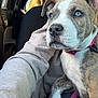 Maple is registered to the contest to win money with this photo: puppy, dog, blue_eyes, car_interior, seatbelt, collar, leash, human_arm, front_seat, close_up, portrait, nose, paw, fur, window, sunlight, sweatshirt, seat, restraint, travel