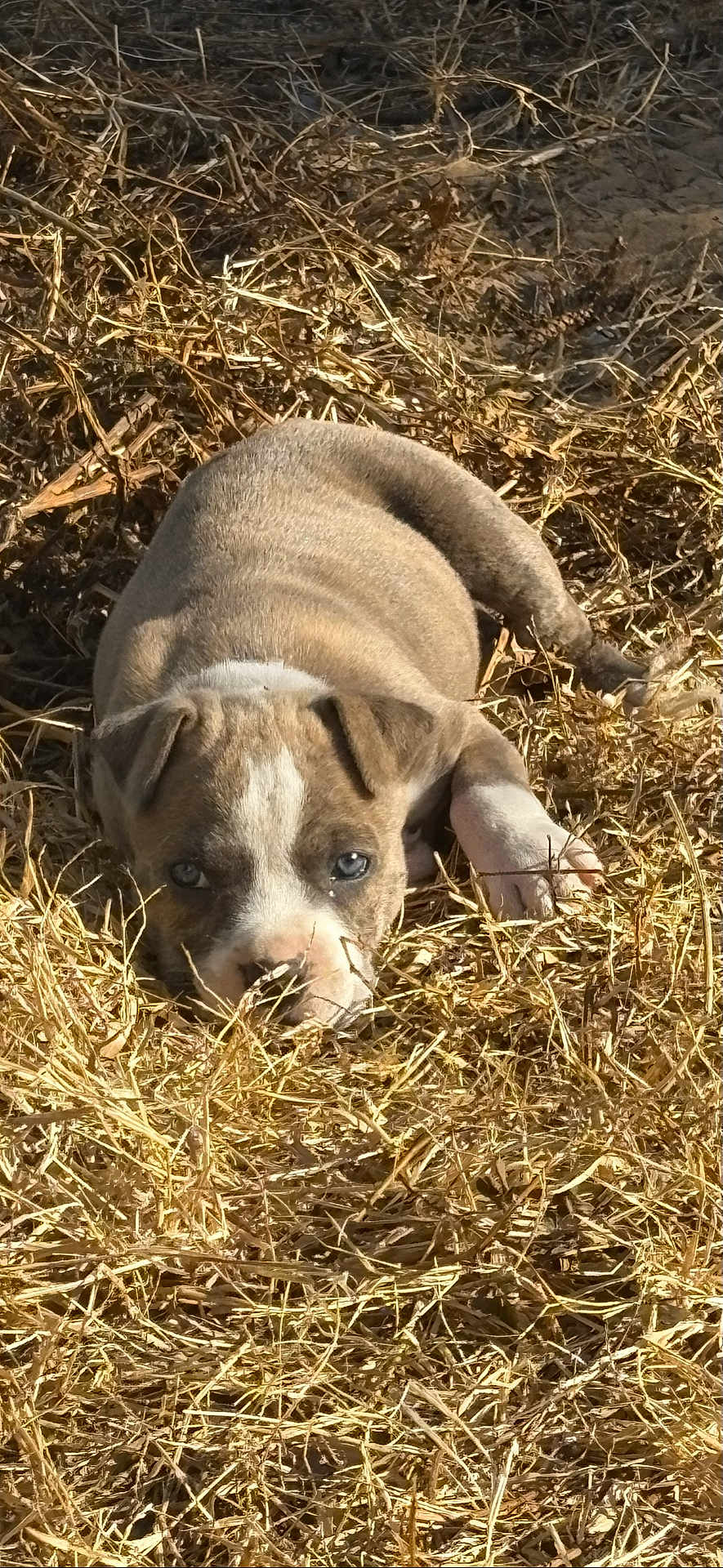 Maple is registered to the contest to win money with this photo: puppy, dog, grass, dry_grass, outdoor, lying_down, cute, young, brown_fur, white_marking, eyes, face, nose, ears, close_up, pet, animal, sunlight, ground, portrait