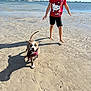 Maple is registered to the contest to win money with this photo: dog, child, girl, beach, sand, ocean, water, boats, sailboats, sky, sunny, shadow, playing, running, barefoot, tshirt, hello_kitty, toy, footprints, pet