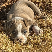 Maple joined the competition — help win amazing prizes! puppy, dog, grass, dry_grass, outdoor, lying_down, cute, young, brown_fur, white_marking, eyes, face, nose, ears, close_up, pet, animal, sunlight, ground, portrait