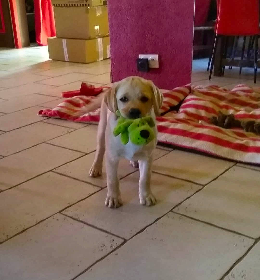 Caramel a rejoint le concours — aidez-le/la à gagner de superbes lots ! beagador, canidae, carnivore, companion_dog, dog, dog_breed, fawn, floor, flooring, hunting_dog, labrador_retriever, mammal, puppy, retriever, snout, sporting_group, street_dog, tail, vertebrate, yellow