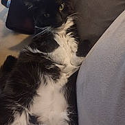 Fiona joined the competition — help win amazing prizes! cat, black_and_white, fluffy, relaxed, indoor, couch, cushion, pet, fur, whiskers, green_eyes, close_up, lying_down, cozy, soft, domestic_animal, resting, comfortable, animal, feline