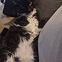 cat, black_and_white, fluffy, relaxed, indoor, couch, cushion, pet, fur, whiskers, green_eyes, close_up, lying_down, cozy, soft, domestic_animal, resting, comfortable, animal, feline