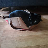 Meliora joined the competition — help win amazing prizes! animal, art, bag, blackcat, box, cardboard, carton, cat, drawer, furniture, hardwood, indoors, kitten, manx, origami, paper, pet, plywood, totebag, wood