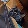 Meliora is registered to the contest to win money with this photo: animal, blackcat, box, cardboard, carton, cat, drawer, furniture, hardwood, kitten, manx, pet, plywood, shelf, wood