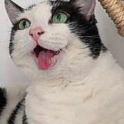 Nala a rejoint le concours — aidez-le/la à gagner de superbes lots ! cat, close_up, black_and_white, green_eyes, pink_nose, tongue_out, whiskers, ears, fur, indoor, pet, scratching_post, cute, animal, feline, expression, portrait, playful, household, domestic