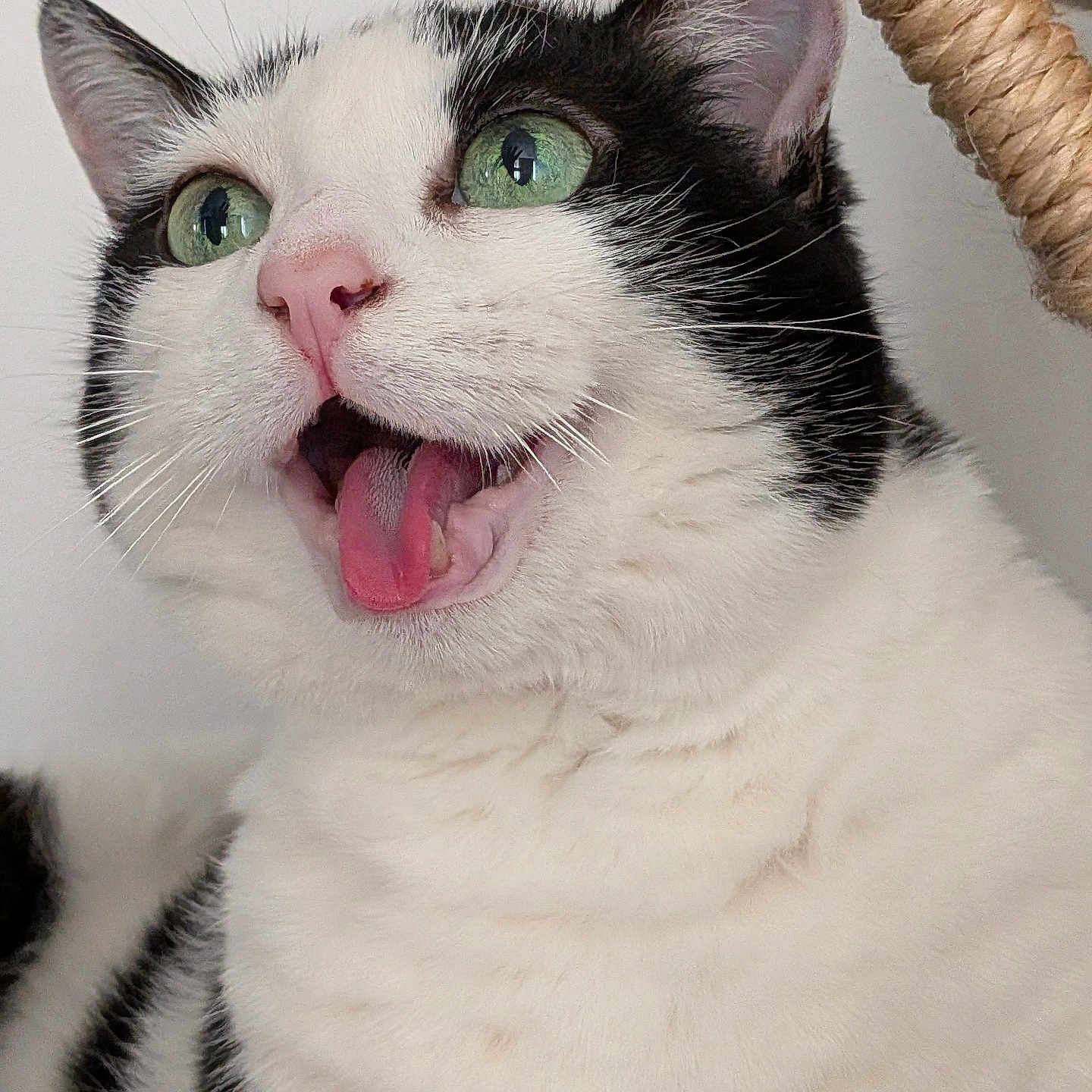 Nala