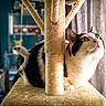 Nala a rejoint le concours — aidez-le/la à gagner de superbes lots ! cat, black_and_white, green_eyes, cat_tree, toy_mouse, indoor, pet, curious, feline, perched, cozy, home, curtains, scratching_post, whiskers, looking_up, close_up, fur, animal, domestic_pet
