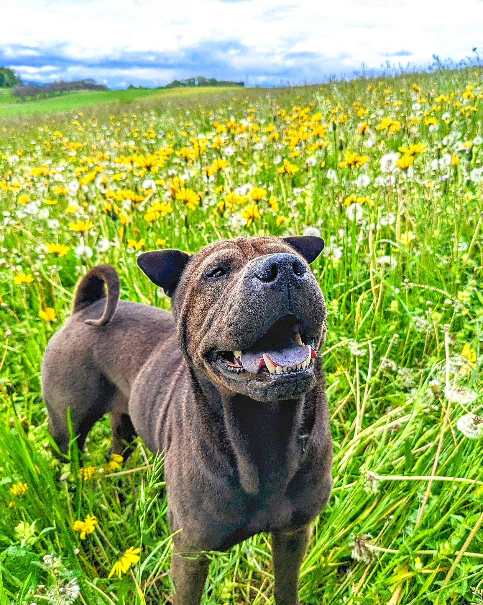 Rio a rejoint le concours — aidez-le/la à gagner de superbes lots ! carnivore, cloud, companion_dog, dog, dog_breed, fawn, field, flower, grass, grassland, groundcover, landscape, meadow, natural_landscape, pasture, plant, prairie, sky, terrestrial_animal, working_animal