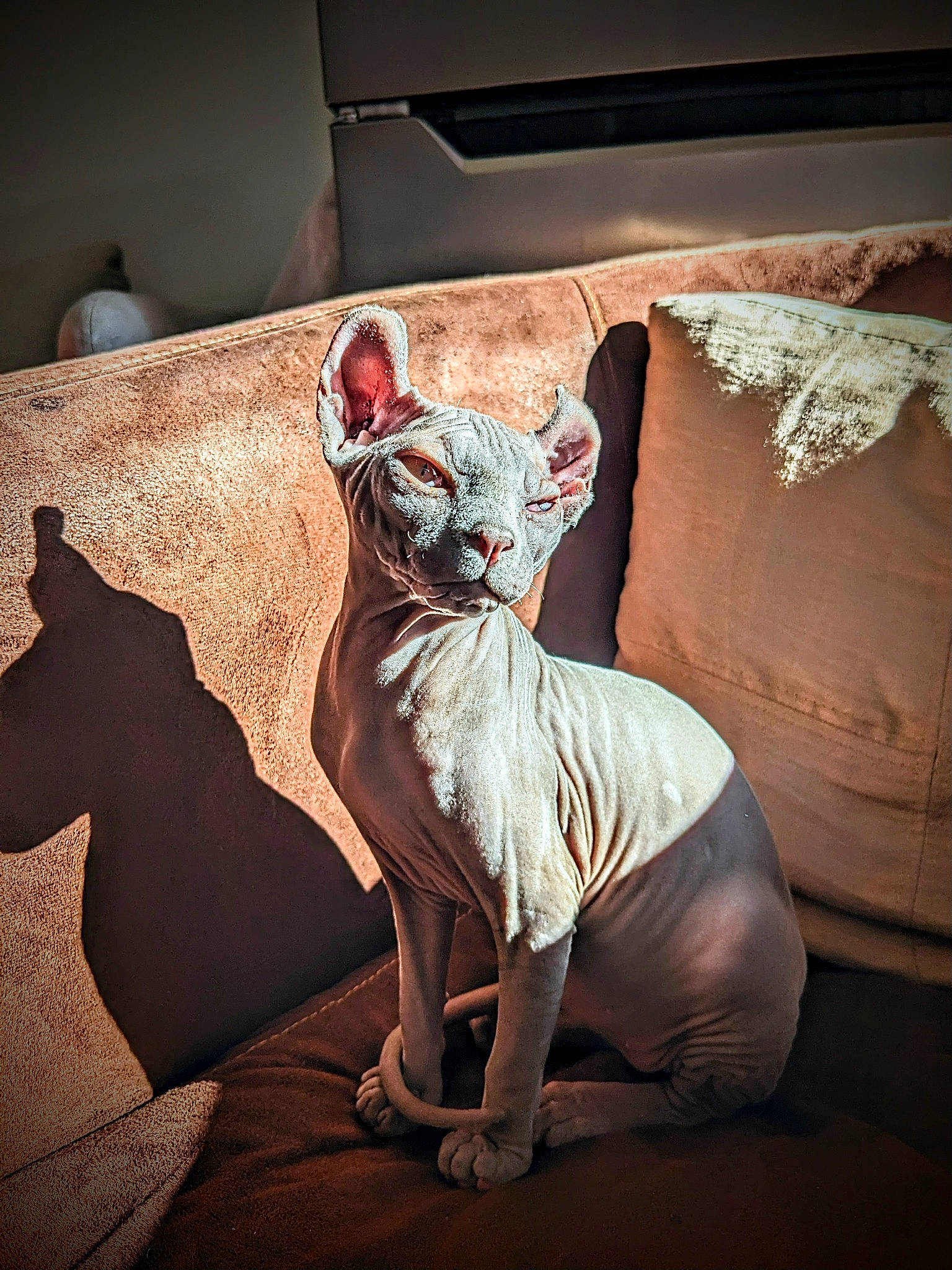 Uma a rejoint le concours — aidez-le/la à gagner de superbes lots ! art, canidae, carnivore, comfort, companion_dog, dog, dog_breed, fawn, felidae, grey, linens, metal, sculpture, small_to_medium_sized_cats, snout, tail, terrestrial_animal, visual_arts, whiskers, wood