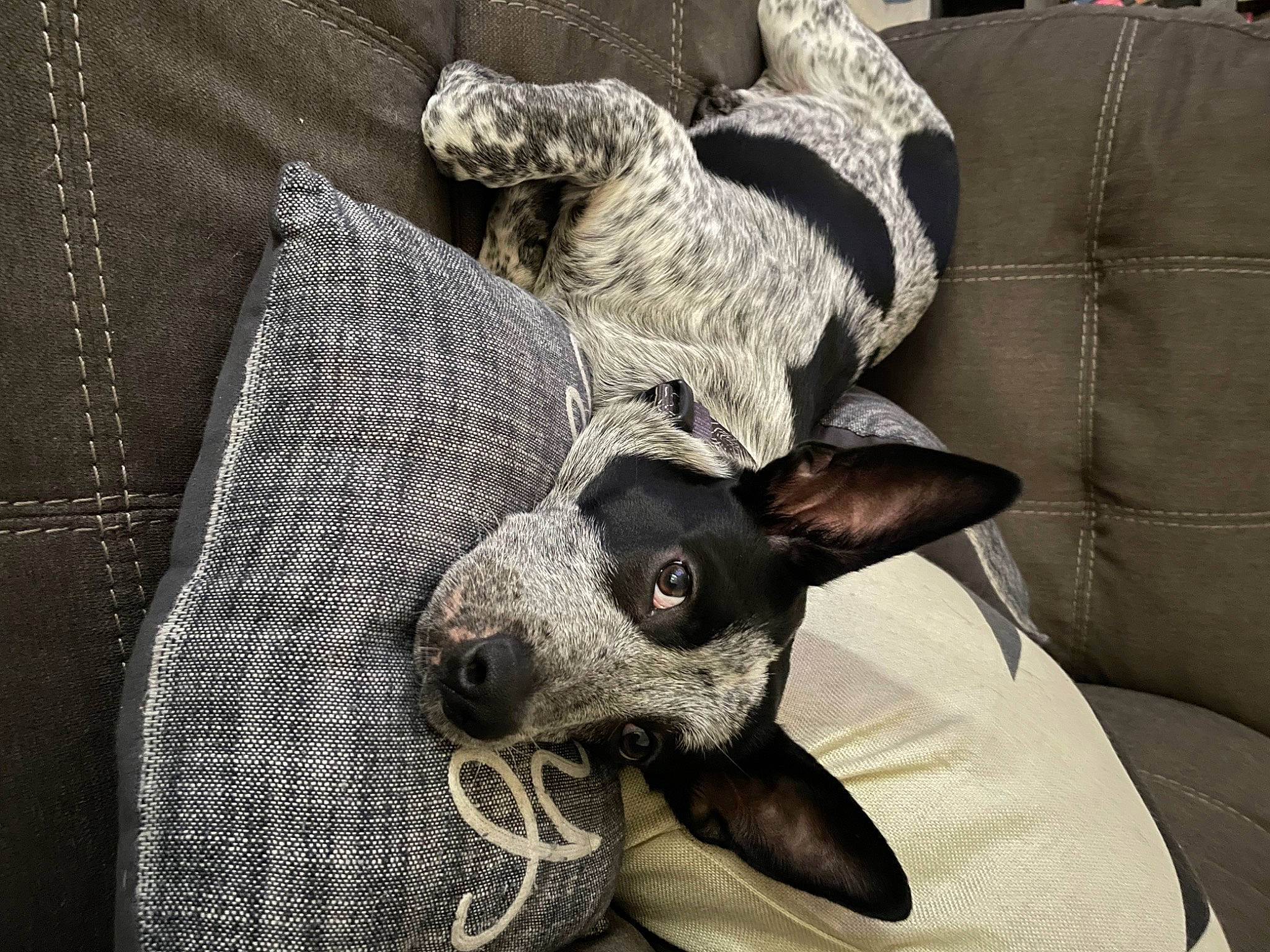 Hondo is registered to the contest to win money with this photo: carnivore, comfort, companion_dog, couch, dog, dog_breed, fawn, felidae, fur, furniture, grey, linens, living_room, pet_supply, snout, sporting_group, studio_couch, toy_dog, wood, working_animal