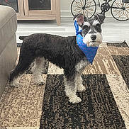Mia Palmer joined the competition — help win amazing prizes! animal, bandana, black_and_white, blue_bandana, cabinet, carpet, curious, decor, dog, ears_up, floor, fur, furniture, indoor, metal_bicycle, pet, rug, schnauzer, standing, welcome_sign