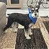 animal, bandana, black_and_white, blue_bandana, cabinet, carpet, curious, decor, dog, ears_up, floor, fur, furniture, indoor, metal_bicycle, pet, rug, schnauzer, standing, welcome_sign