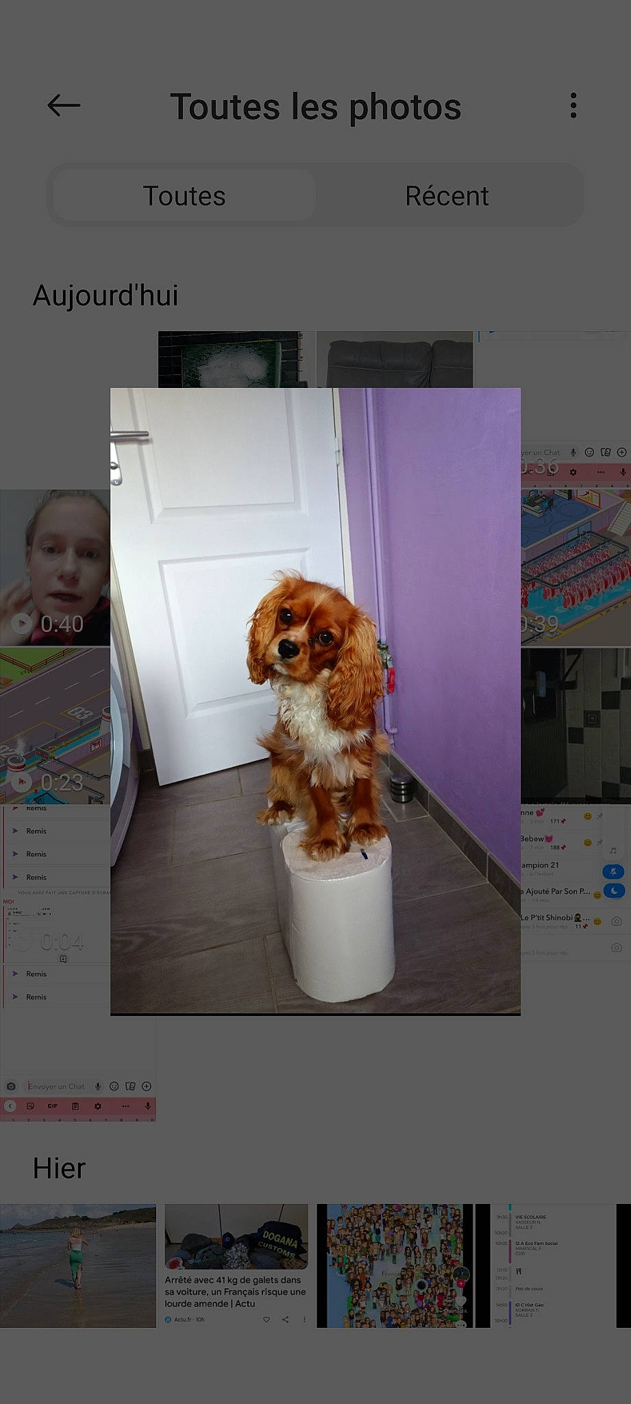 Twixy a rejoint le concours — aidez-le/la à gagner de superbes lots ! bowl, canidae, carnivore, companion_dog, dog, dog_breed, dog_food, dog_supply, fashion_design, fawn, fur, liver, pet_supply, recipe, screenshot, sporting_group, toy_dog, water_dog