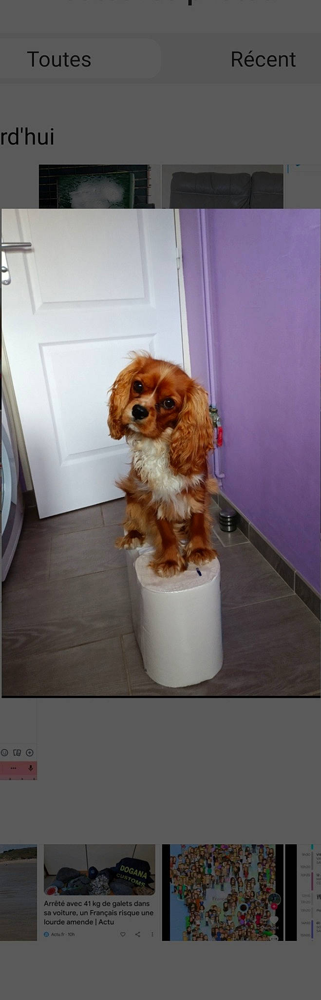 Twixy a rejoint le concours — aidez-le/la à gagner de superbes lots ! canidae, carnivore, cavalier_king_charles_spaniel, companion_dog, dog, dog_breed, dog_supply, door, fawn, flooring, fur, gun_dog, liver, pet_supply, snout, spaniel, sporting_group, toy_dog, wood, working_animal