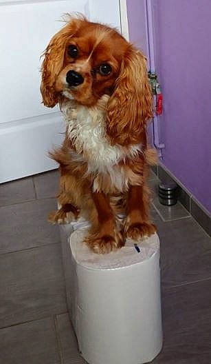 Twixy a rejoint le concours — aidez-le/la à gagner de superbes lots ! canidae, carnivore, cavalier_king_charles_spaniel, companion_dog, dog, dog_breed, dog_supply, door, fawn, flooring, fur, king_charles_spaniel, liver, porch, snout, spaniel, sporting_group, toy_dog, working_animal