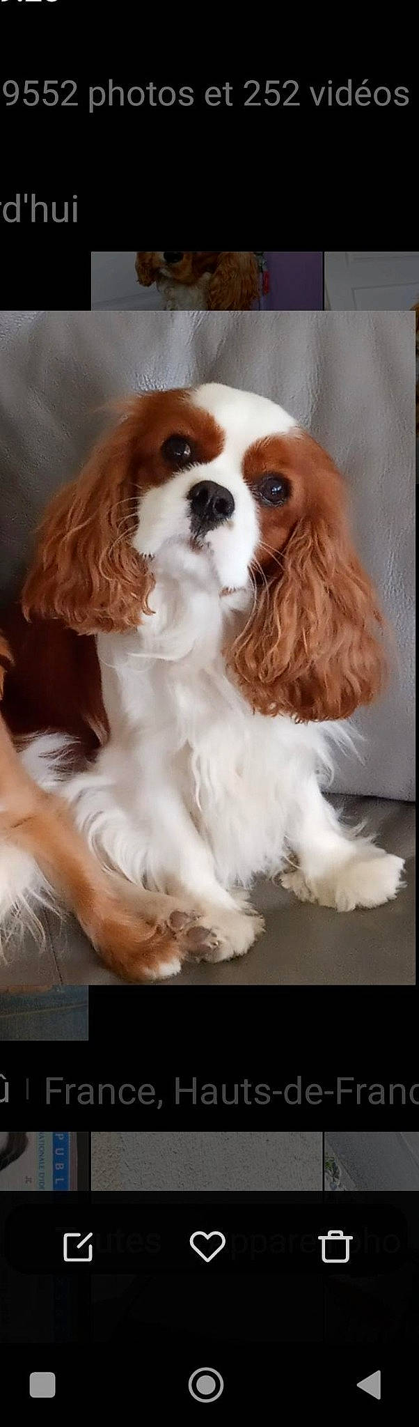 Skittle participe au concours pour gagner de l'argent avec cette photo : canidae, carnivore, cavalier_king_charles_spaniel, companion_dog, dog, dog_breed, fawn, fur, king_charles_spaniel, liver, snout, spaniel, sporting_group, terrestrial_animal, toy_dog, working_animal