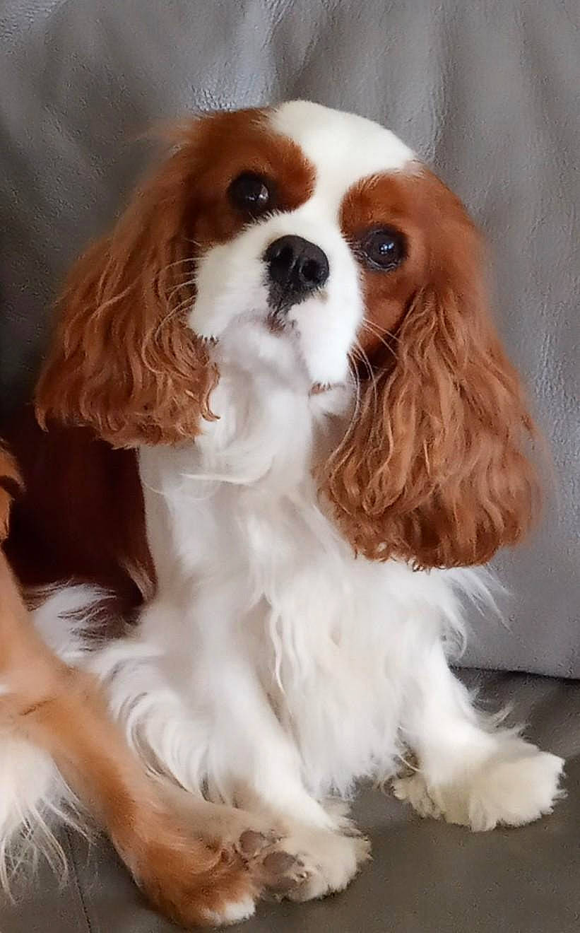 Skittle participe au concours pour gagner de l'argent avec cette photo : canidae, carnivore, cavalier_king_charles_spaniel, companion_dog, dog, dog_breed, dog_supply, fawn, fur, king_charles_spaniel, liver, snout, spaniel, sporting_group, terrestrial_animal, toy_dog, whiskers, working_animal