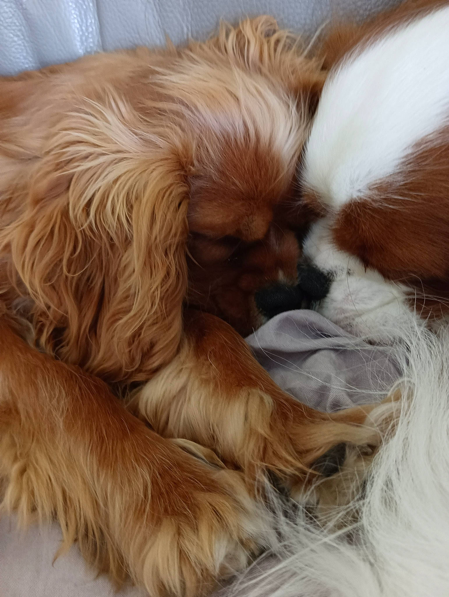 Frères participe au concours pour gagner de l'argent avec cette photo : canidae, carnivore, cavalier_king_charles_spaniel, comfort, companion_dog, dog, dog_breed, ear, fawn, felidae, fur, liver, paw, snout, sporting_group, tail, terrestrial_animal, vertebrate, whiskers, working_animal