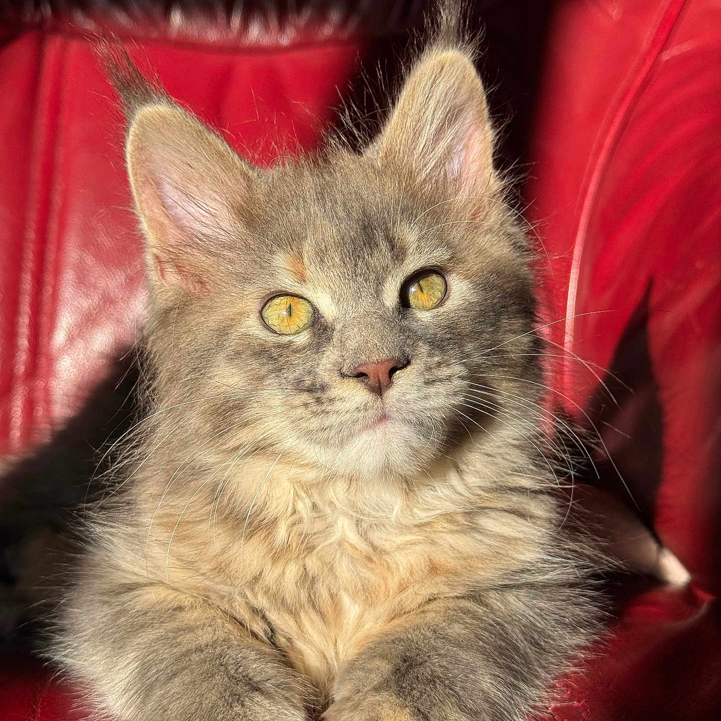 Aïka a rejoint le concours — aidez-le/la à gagner de superbes lots ! animal, cat, close_up, cozy, cute, domestic_cat, feline, fluffy, fur, gray_cat, indoor, kitten, paws, pet, portrait, red_leather_chair, relaxed, sunlight, whiskers, yellow_eyes