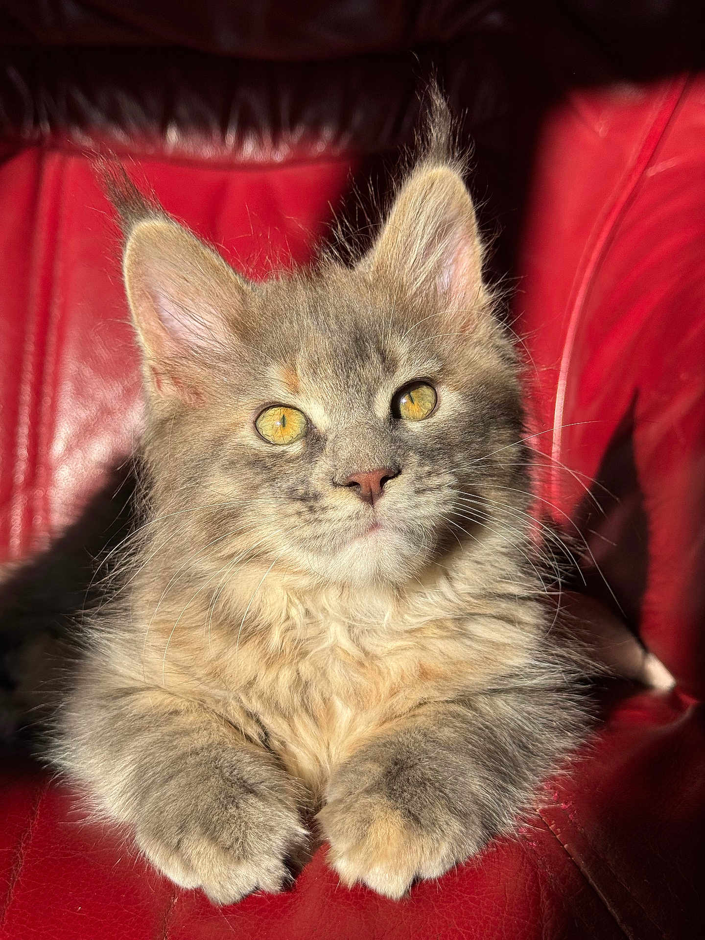 Aïka a rejoint le concours — aidez-le/la à gagner de superbes lots ! cat, kitten, fluffy, gray_cat, yellow_eyes, red_leather_chair, sunlight, close_up, pet, feline, whiskers, cute, domestic_cat, relaxed, indoor, fur, portrait, animal, paws, cozy