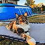 animal, backyard, cat, daylight, feline, fluffy, golden_hour, grass, house, inflatable_pool, long_hair, nature, outdoor, paw, pet, relaxed, resting, sunset, tabby, trampoline