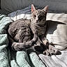 cat, gray_tabby, bed, blanket, pillow, sunlight, shadow, feline, cozy, indoor, resting, relaxed, animal, pet, fur, whiskers, ears, eyes, soft_texture, comfort