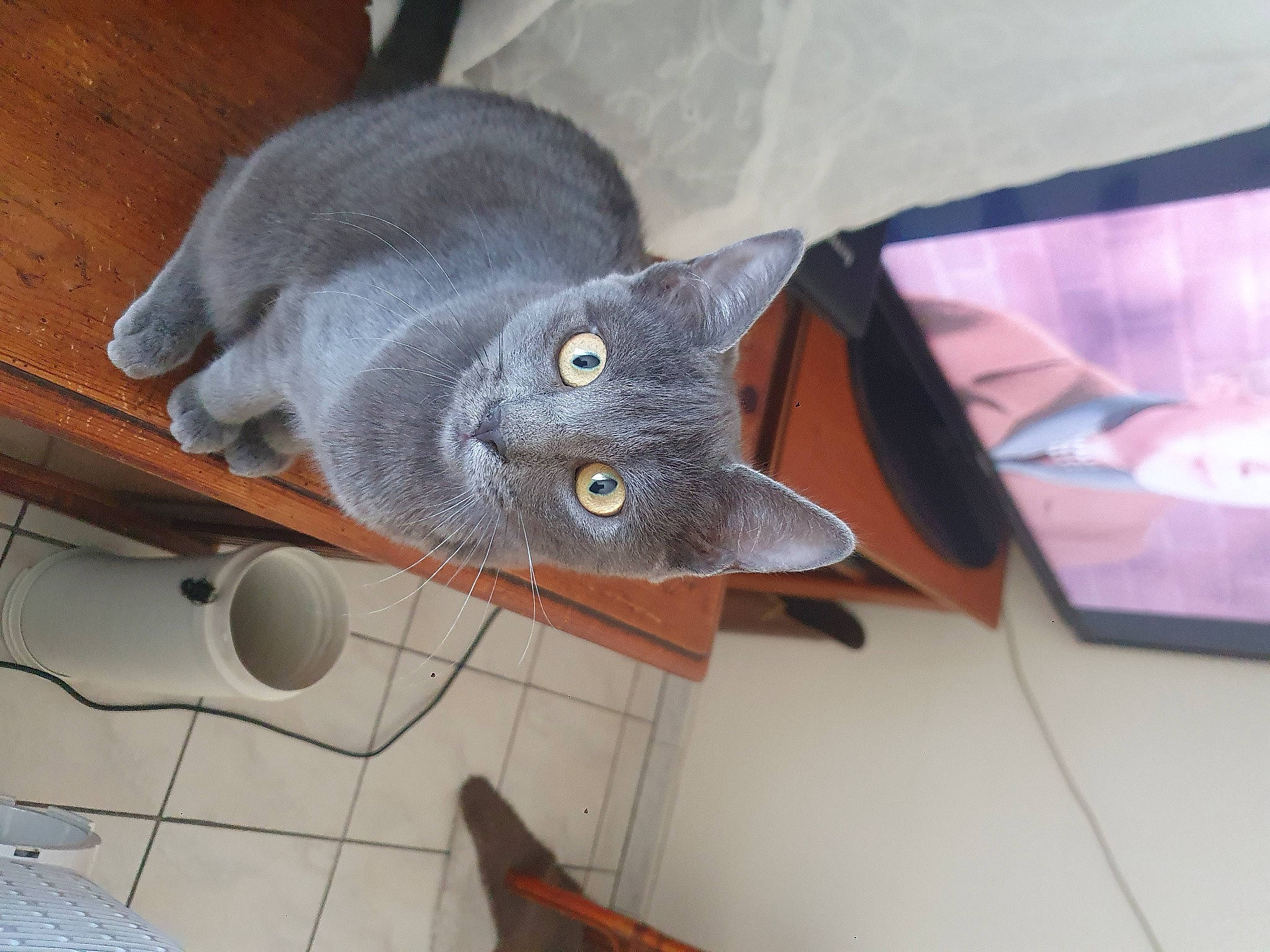 Grissy participe au concours pour gagner de l'argent avec cette photo : carnivore, cat, domestic_short_haired_cat, felidae, flooring, grey, hardwood, plant, room, russian_blue, small_to_medium_sized_cats, tail, whiskers, wood