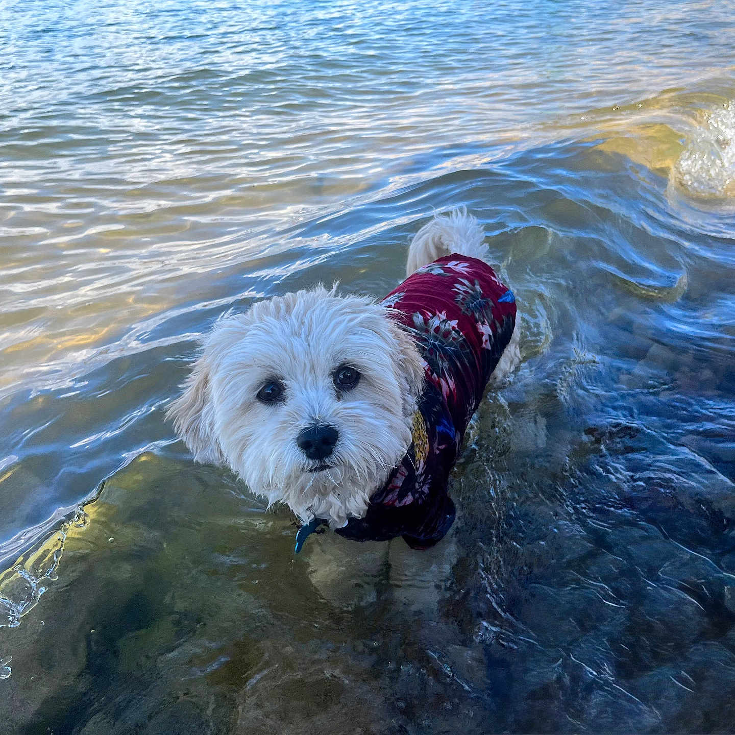 Turbo is registered to the contest to win money with this photo: animal, beach, canine, curious, dog, fluffy, lake, looking, nature, outdoor, pet, playful, shallow_water, shirt, summer, summer_clothing, water, water_surface, waves, white