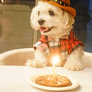 Turbo is registered to the contest to win money with this photo: dog, plaid_shirt, cowboy_hat, cake, candle, table, indoor, pet, happy, celebration, birthday, white_fur, small_dog, cute, smiling, fur, animal, party, food, chair