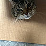 Oliver Madon Ochoa joined the competition — help win amazing prizes! cardboard_box, cat, close_up, corrugated_cardboard, cozy, curious, ear, eyes, face, floor, hideout, indoor, nose, peeking, pet, playful, portrait, tabby, texture, whiskers