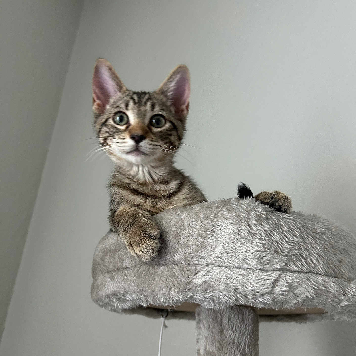 Oliver Madon Ochoa is registered to the contest to win money with this photo: cat, cat_tree, closeup, curious, ears, furniture, indoor, kitten, looking_up, neutral_background, paw, pet, plush, portrait, soft_fabric, stripes, tabby_cat, toy, whiskers, young_cat