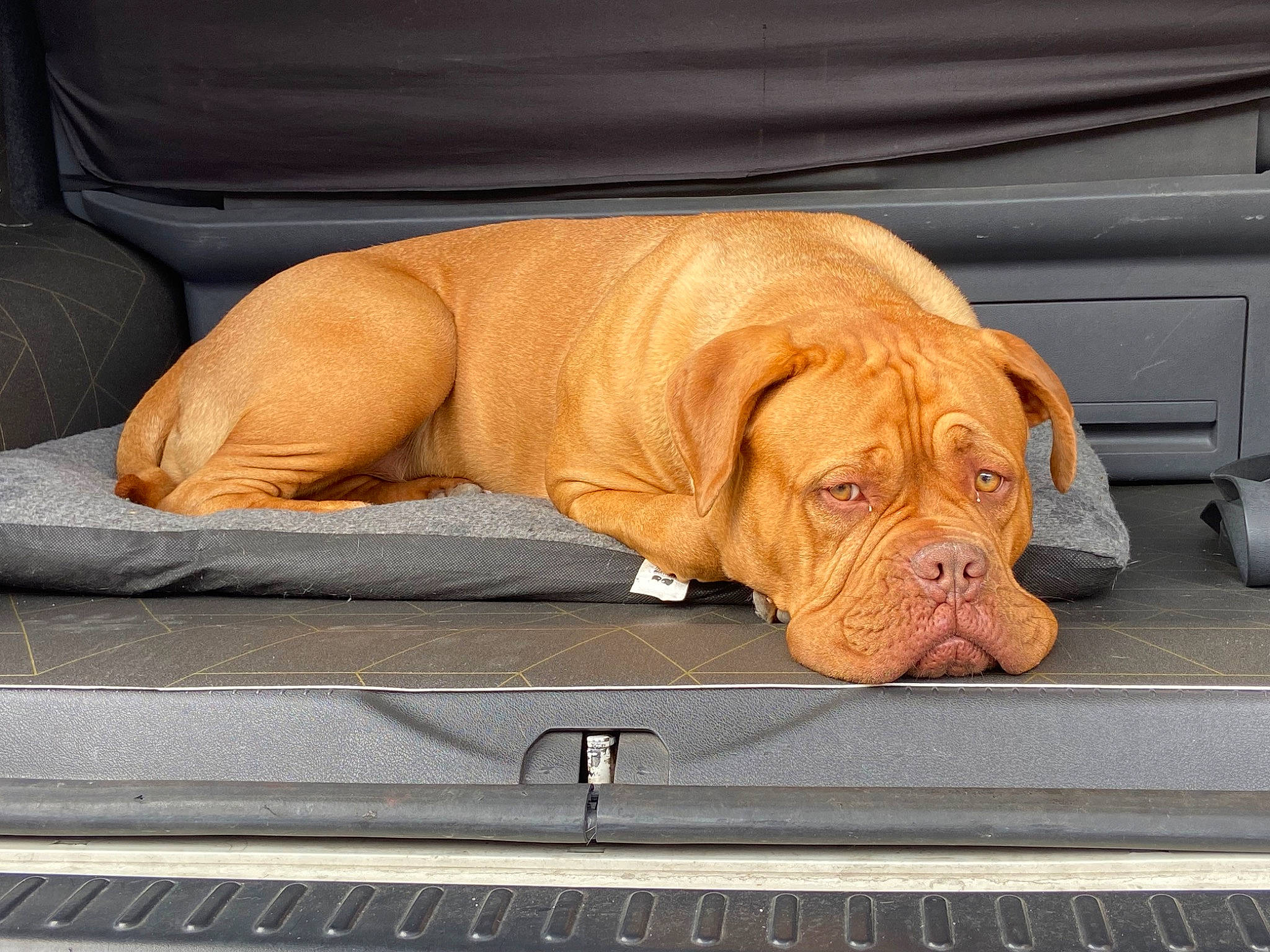 Roxy joined the competition — help win amazing prizes! carnivore, comfort, companion_dog, dog, dog_breed, dog_collar, dog_supply, fawn, hood, liver, mammal, orange, snout, vehicle, vertebrate, whiskers, window, wood, working_animal, wrinkle