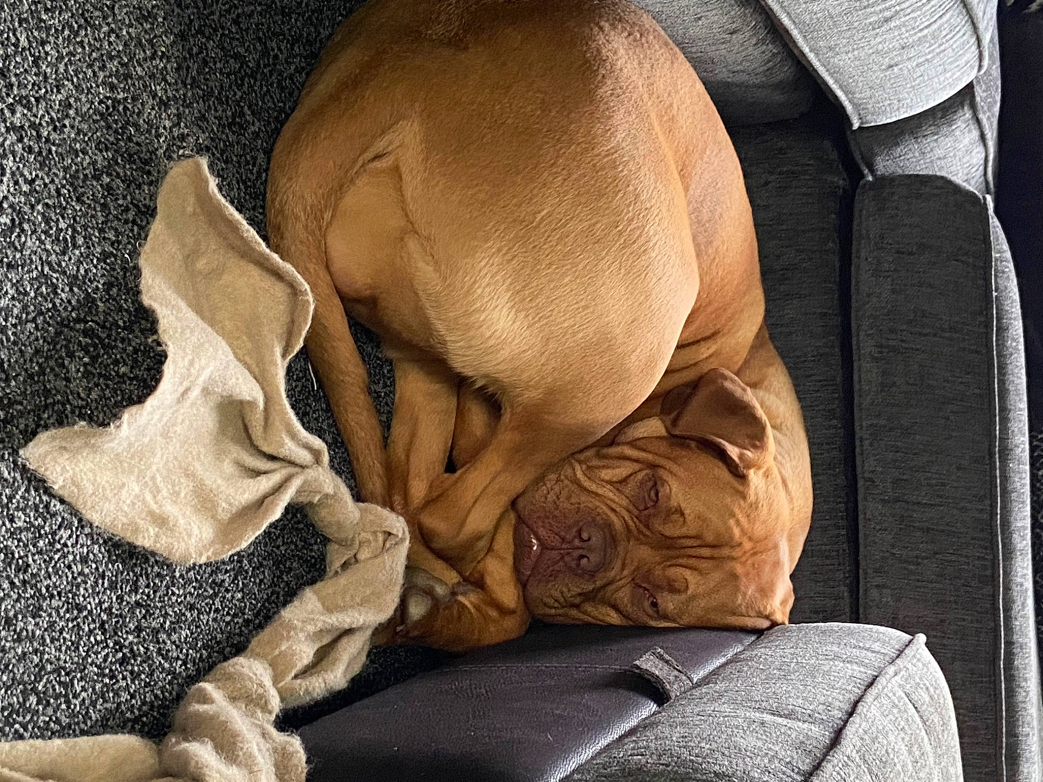 Roxy is registered to the contest to win money with this photo: armrest, auto_part, bag, bedding, car_seat, carmine, comfort, fur, grey, human_leg, khaki, leather, linens, nap, pattern, sitting, sleep, textile, tints_and_shades, wood