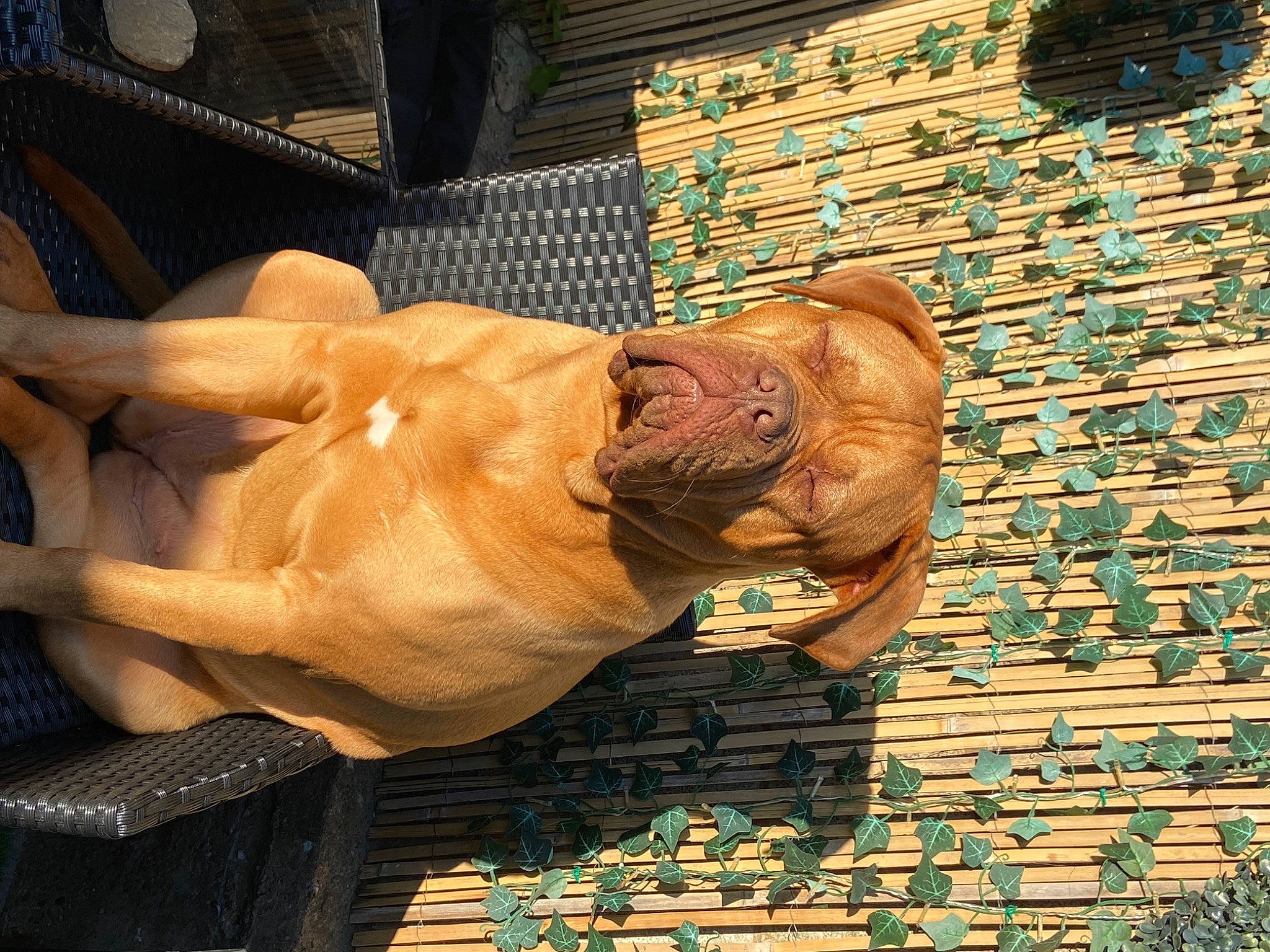 Roxy joined the competition — help win amazing prizes! art, barechested, big_cats, brick, brickwork, carnivore, carving, chest, dog, flooring, human_leg, knee, metal, pattern, sculpture, snout, symmetry, visual_arts, wood, wrinkle