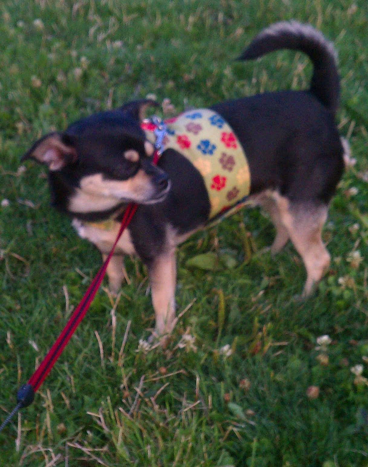 Nugget joined the competition — help win amazing prizes! canidae, carmine, carnivore, collar, companion_dog, dog, dog_breed, dog_supply, fashion_accessory, fawn, grass, leash, pet_supply, plant, snout, sporting_group, tail, toy_dog, working_animal, working_dog