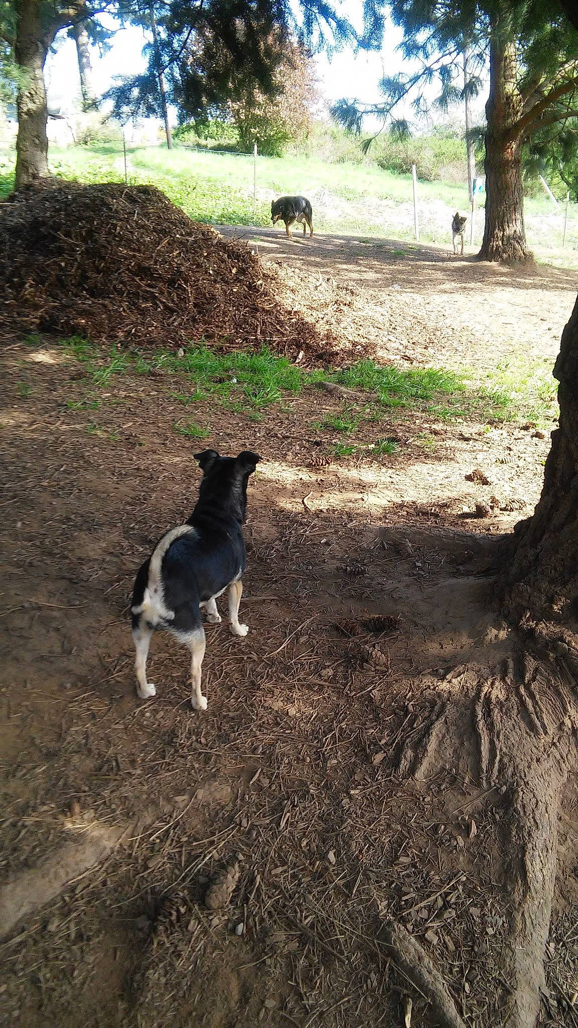 Nugget joined the competition — help win amazing prizes! canidae, carnivore, dog, dog_breed, fawn, field, grass, groundcover, landscape, livestock, pasture, plant, shade, soil, sporting_group, tail, terrestrial_animal, tree, wildlife, working_animal