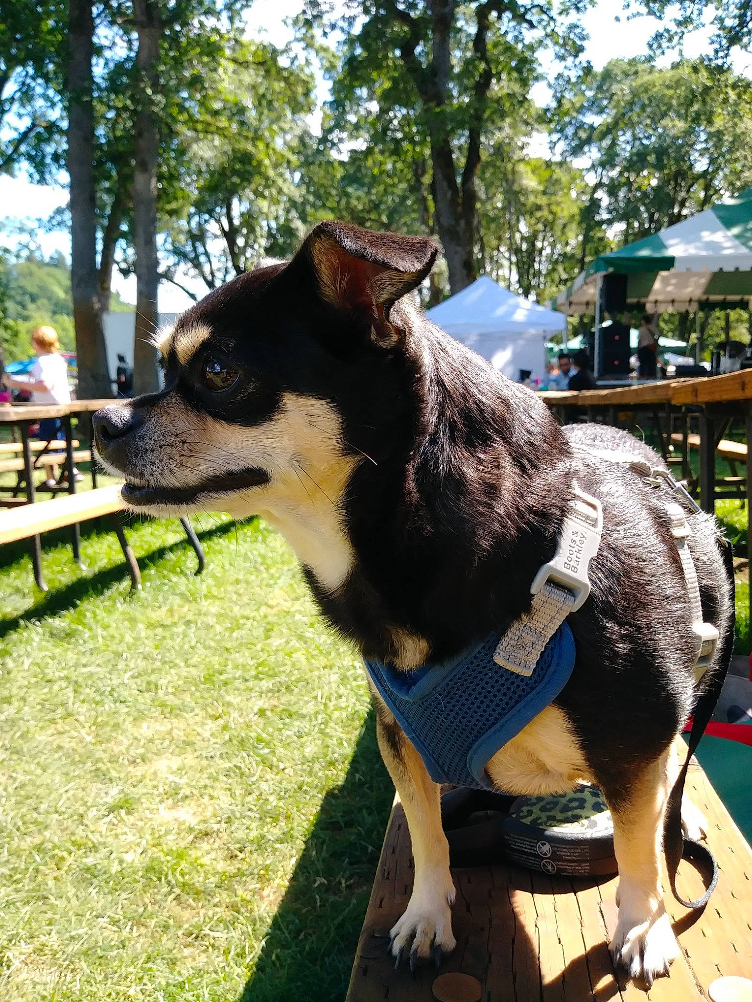 Nugget is registered to the contest to win money with this photo: canidae, carnivore, chair, collar, companion_dog, dog, dog_breed, dog_collar, fashion_accessory, fur, grass, herding_dog, outdoor_furniture, plant, sky, snout, sporting_group, tree, working_animal, working_dog