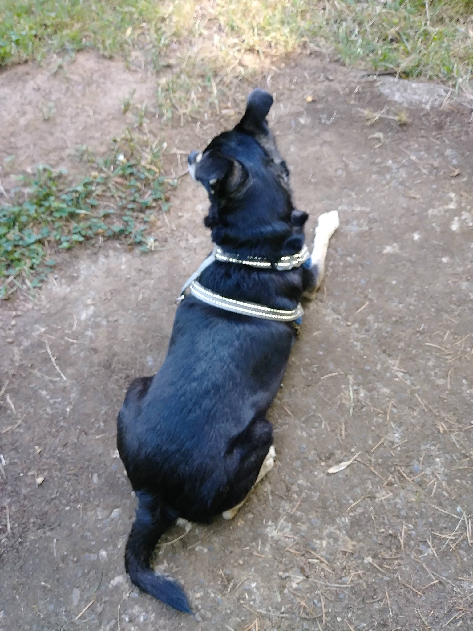 Nugget joined the competition — help win amazing prizes! asphalt, carnivore, collar, companion_dog, dog, dog_breed, dog_collar, dog_supply, fashion_accessory, felidae, grass, leash, pet_supply, plant, road_surface, small_to_medium_sized_cats, snout, sporting_group, tail, working_animal