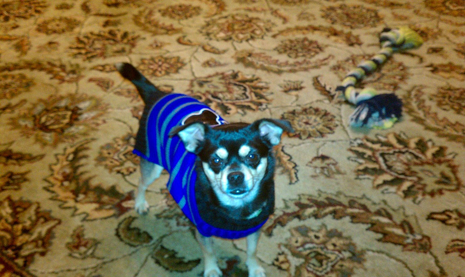 Nugget joined the competition — help win amazing prizes! azure, canidae, carnivore, chihuahua, companion_dog, dog, dog_breed, dog_supply, electric_blue, fawn, flooring, snout, soil, sporting_group, tail, terrestrial_animal, toy, toy_dog, whiskers, working_animal