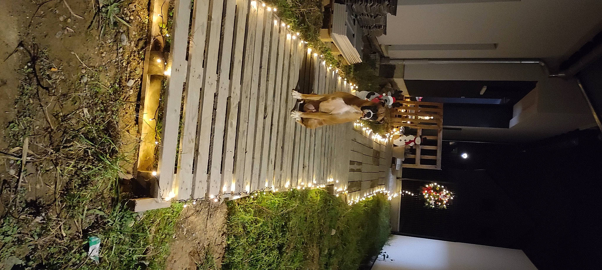 Lexy a rejoint le concours — aidez-le/la à gagner de superbes lots ! backyard, canidae, carnivore, christmas, christmas_decoration, christmas_eve, christmas_lights, christmas_tree, dog, dog_breed, holiday, home, home_fencing, house, landscape_lighting, lighting, ornament, picket_fence, sporting_group, yard