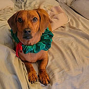 Vienna is registered to the contest to win money with this photo: animal, bed, blanket, brown_dog, canine, collar, cozy, cute, dog, domestic_animal, fur, green_collar, indoors, looking_at_camera, lying_down, paws, pet, red_ribbon, resting, sleeping_area