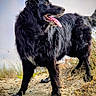 alert, animal, black_dog, canine, daylight, dog, ears, fur, grass, ground, muzzle, nature, outdoor, pet, portrait, sand, side_view, snout, standing, tongue_out